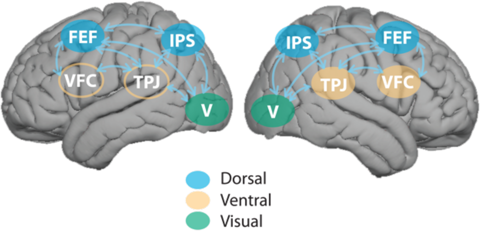 Modelling%20Selective%20Attention%20with%20Neural%20Networks%20a890565f4d164a2db97ca50250bb9e66/20-Figure2-1.png